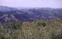 Hiking Trails in Jackson Hole